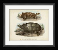 Antique Turtle Pair I Framed Print