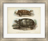 Antique Turtle Pair I Fine Art Print
