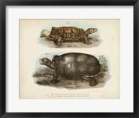 Antique Turtle Pair I Fine Art Print