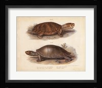 Antique Turtle Pair II Fine Art Print