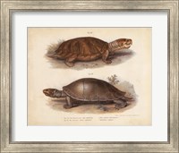 Antique Turtle Pair II Fine Art Print