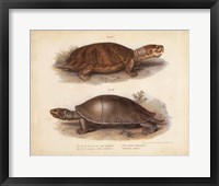 Antique Turtle Pair II Fine Art Print