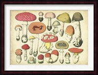 Vintage Mushroom Chart Fine Art Print