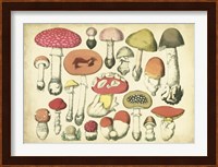 Vintage Mushroom Chart Fine Art Print