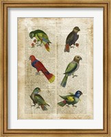 Antiquarian Parrots I Fine Art Print
