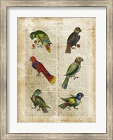Antiquarian Parrots I Fine Art Print