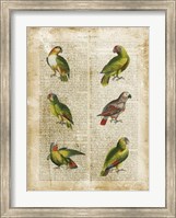 Antiquarian Parrots II Fine Art Print