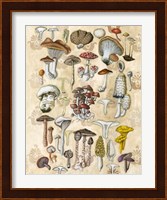 Mycological Study Fine Art Print