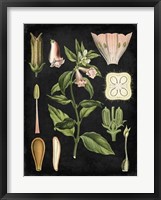 Study in Botany II Fine Art Print