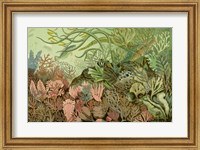Seaweed Panorama Fine Art Print
