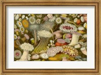 Sea Anemone Panorama Fine Art Print