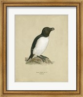 Antique Penguin I Fine Art Print