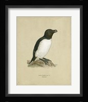 Antique Penguin I Fine Art Print