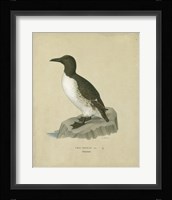 Antique Penguin II Fine Art Print