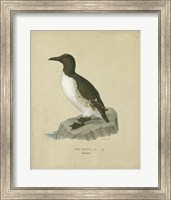 Antique Penguin II Fine Art Print