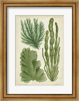 Seaweed Specimen in Green I Fine Art Print
