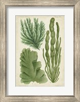 Seaweed Specimen in Green I Fine Art Print