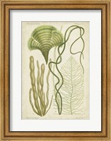 Seaweed Specimen in Green II Fine Art Print