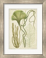Seaweed Specimen in Green II Fine Art Print