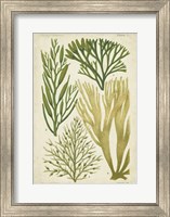 Seaweed Specimen in Green III Fine Art Print
