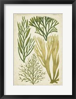 Seaweed Specimen in Green III Fine Art Print