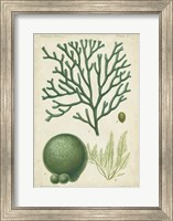Seaweed Specimen in Green IV Fine Art Print