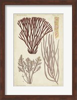 Seaweed Specimen in Coral I Fine Art Print
