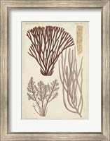 Seaweed Specimen in Coral I Fine Art Print