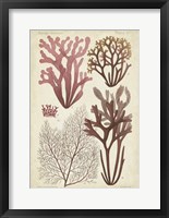 Seaweed Specimen in Coral II Fine Art Print
