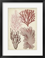 Seaweed Specimen in Coral III Fine Art Print