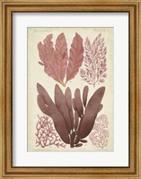 Seaweed Specimen in Coral IV Fine Art Print