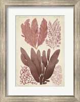 Seaweed Specimen in Coral IV Fine Art Print