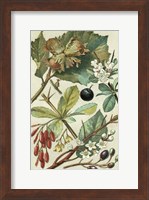 Fruits & Foliage V Fine Art Print