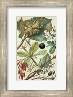 Fruits & Foliage V Fine Art Print