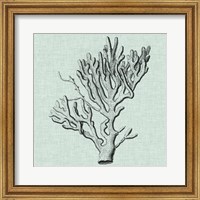 Serene Coral III Fine Art Print