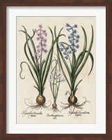 Besler Hyacinth I Fine Art Print
