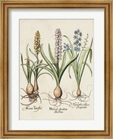Besler Hyacinth II Fine Art Print