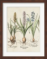 Besler Hyacinth II Fine Art Print