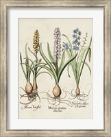 Besler Hyacinth II Fine Art Print