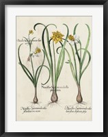 Besler Narcissus I Fine Art Print