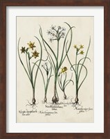 Besler Narcissus II Fine Art Print