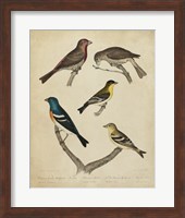 Bonapart Birds I Fine Art Print