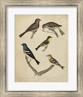 Bonapart Birds I Fine Art Print