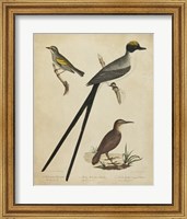 Bonapart Birds III Fine Art Print