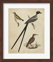 Bonapart Birds III Fine Art Print