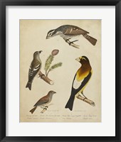 Bonapart Birds IV Fine Art Print