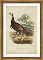 Wild Turkey Fine Art Print