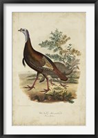 Wild Turkey Fine Art Print