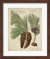 Antique Conifers II Fine Art Print
