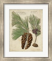 Antique Conifers II Fine Art Print